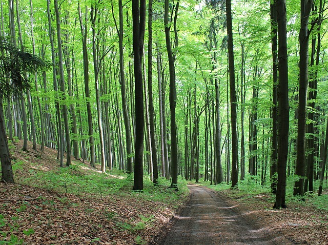 bukový les