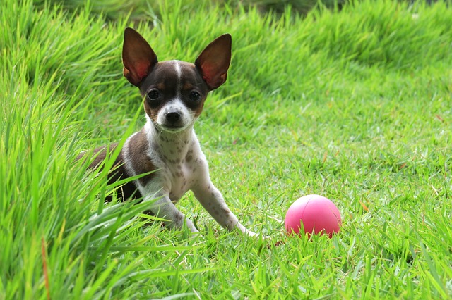 pes s míčkem
